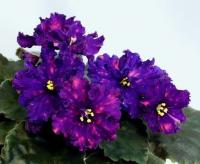 НД-Сказки Сейдов (стандарт) (л/ук) - код Ф255 **