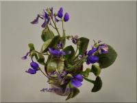 СК-Лунатик (миниатюра) (л/ср) - код Ф330