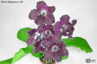 Dem-Шармель (дет) - код С065