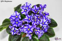 ЦМ-Мартиша (миниатюра-химера) (п/ук) - код Ф035