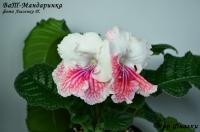 ВаТ-Мандаринка (дет) - код С052