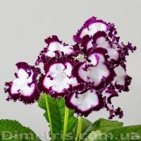 DS-J'ai Ose (дет) - С138