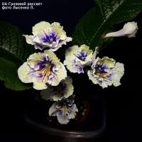 UA-Грозовой рассвет (дет) - код С076