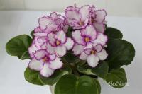 Volkmann's Merry Christmas (стандарт) (дет) - код Ф857 **