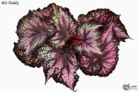 DS-Teddy (л/ср) - код Б024