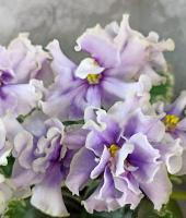 МТ-На Десерт (стандарт) (л/ук) - код Ф778