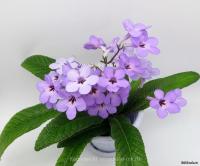 Haru no Yoi (Миниатюрный сорт)  (дет) - код С129