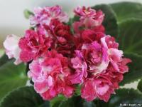 РМ-Фруктовый Щербет (стандарт) (л/ук) - код  Ф704 **