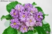 АВ-Розовое Шампанское (стандарт) (л/ук) - код Ф232