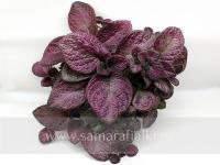 Coco (сталон срез) - код Э030