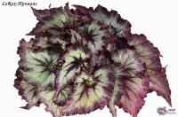 LeRex-Прованс (дет) - код Б144