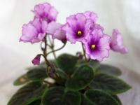 РС-Аурелия (миниатюра) (л/ср) - код Ф705 **