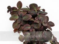 НиКа-Река Чигла (сталон срез) - код Э020