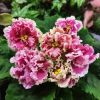 АВ-Влечение (стандарт) (л/ук) - код Ф169