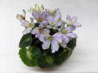 ЛЕ-Лунный Жемчуг (миниатюра) (л/ср) - код Ф736