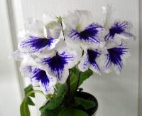 Fleischle Leyla (дет) - код С112