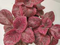 ТМ-Раскаленное Солнце (сталон срез) - код Э012