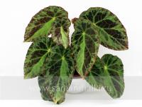 DS-Оазис (л/ср) - код Б005