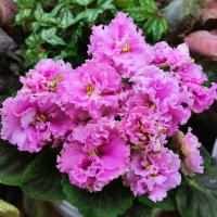 ЛФ-Сладкий Пион (стандарт) (л/ук) - код Ф295