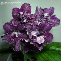 DS-Туманность Андромеды (дет) - код С020