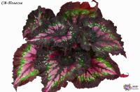 СВ-Полесье (дет) - код Б148