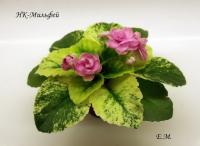 НК-Мильфей (миниатюра) (л/ср) - код Ф686 **