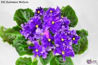 ЕК-Капюшон Медузы (Новинка 2020) (стандарт) (л/ук) - код Ф782