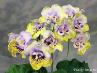 DS-Хочу и буду (дет) - код С073