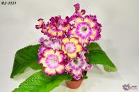 DS-2223 (дет) - код С036