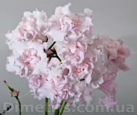 DS-1934 (дет) - С156