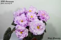 ПТ-Розалин (стандарт) (л/ук) - код Ф047 **