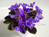 ЛЕ-Ноа (миниатюра) (л/ср) - код Ф767