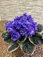 НД-Душа Моя (стандарт) (л/ук) - код Ф837