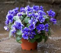 Rob's Wagga Wagga (трейлер) (л/ук) - код Ф589 Rob's Wagga Wagga (трейлер) (л/ук) - код Ф589