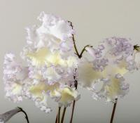 DS-1516 (дет) - код С062