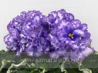 КО-Северное Море (стандарт) (л/ук) - код Ф202