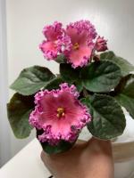 Nik-Хмельное Лето (стандарт) (л/ук) - код Ф281