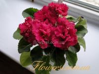 АВ-Курага (стандарт) (л/ук) - код Ф763