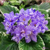 Ma's Taffy Swirl (стандарт) (л/ук) - код Ф329