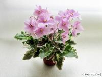 Toronto Belle (миниатюра) (л/ук) - код Ф356