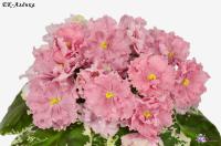 ЕК-Алёнка (стандарт) (л/ук) - код Ф982 **