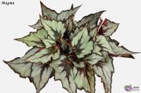 Magma (дет) - код Б068