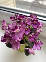 АВ-Смородиновый Мармелад (миниатюра) (л/ук) - код Ф154