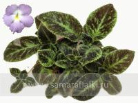 Emerald Velvet (сталон срез) - код Э031