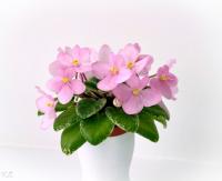 Н-Ангел Мой (миниатюра) (л/ср) - код Ф900 **