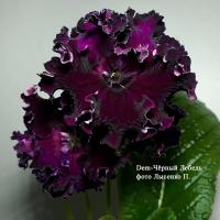 Dem-Чёрный Лебедь (дет) - код С018