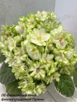 ЛЕ-Берилловый Иней (стандарт) (л/ук) - код Ф183