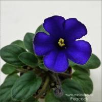 Peacock (миниатюра) (л/ср) - код Ф733