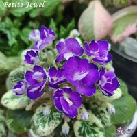 Petite Jewel (миниатюра) (л/ук) - код Ф579