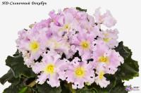 НД-Солнечный Декабрь (стандарт) (л/ук) - код Ф305